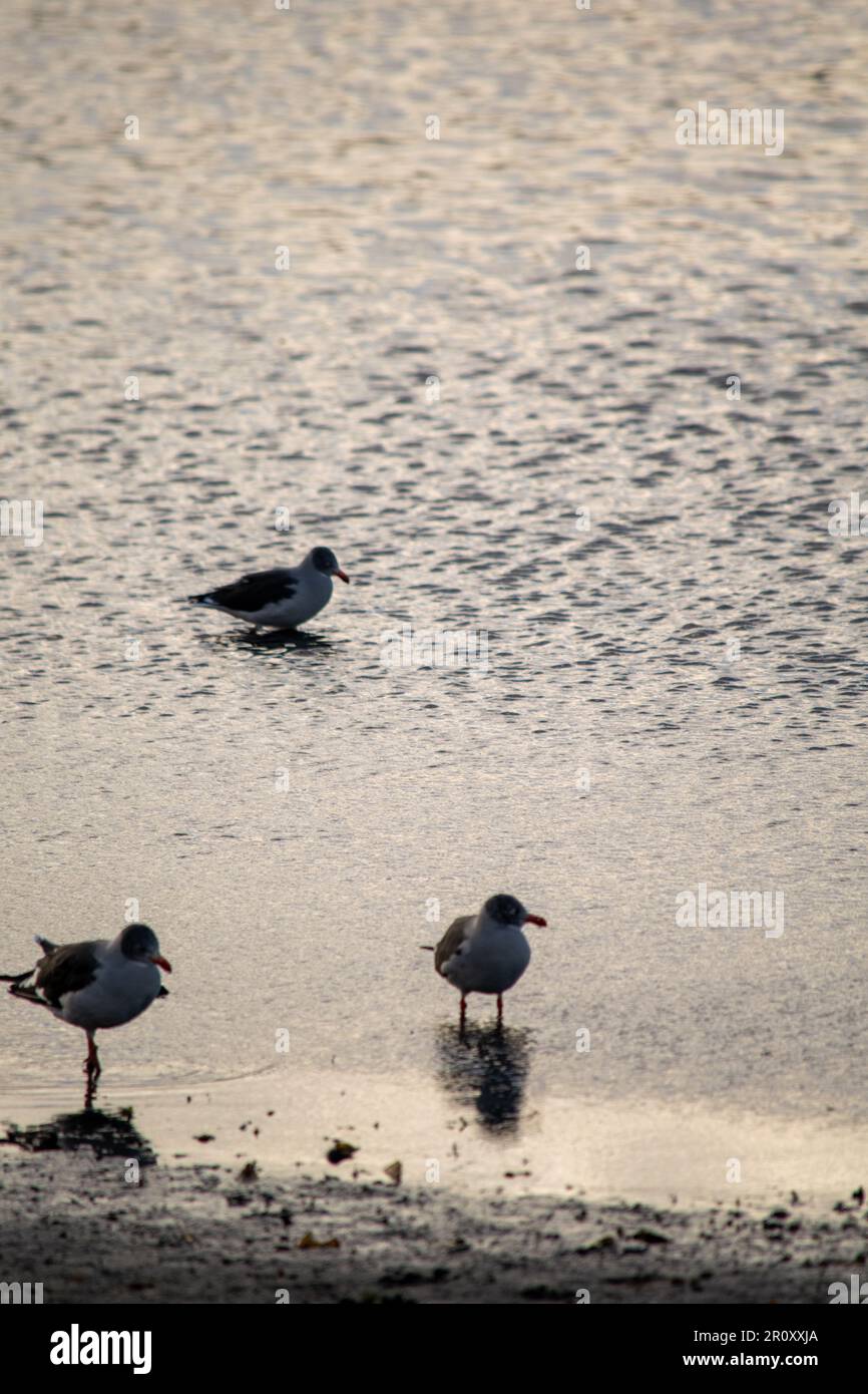 southern gull in Encerrada Bay, Ushuaia Stock Photo