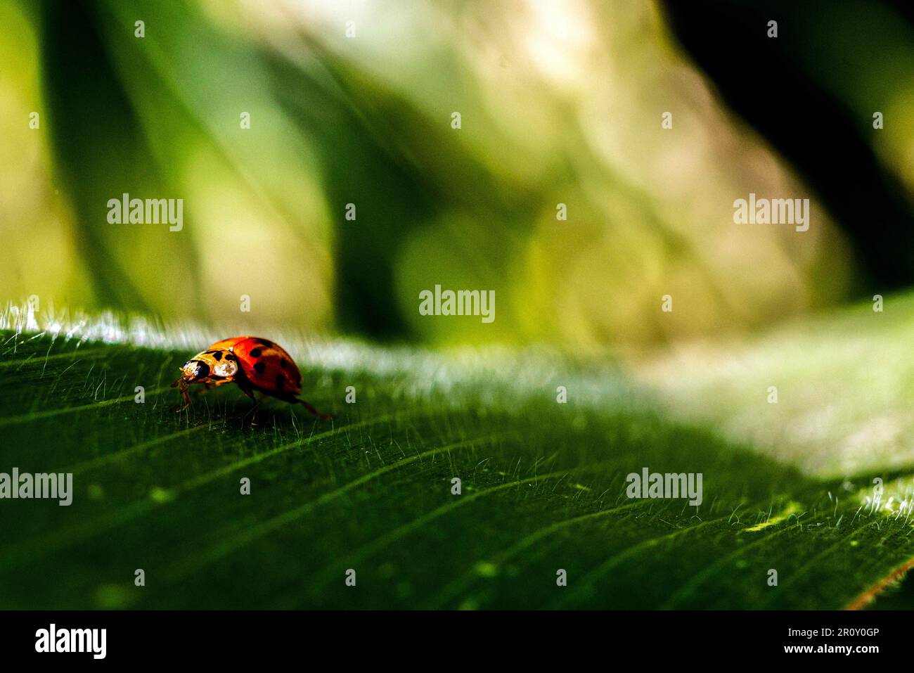 Coccinelle , Occitanie, France. Photo by Denis Prezat/ABACAPRESS.COM ...