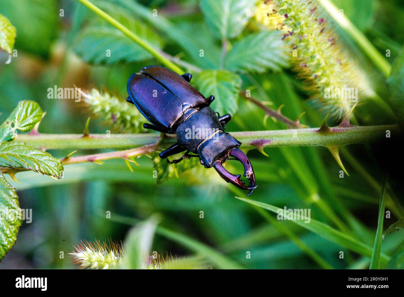 Lucane cerf volant hi-res stock photography and images - Alamy