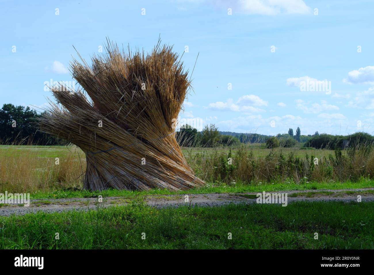 Reeds for roofing Stock Photo Alamy