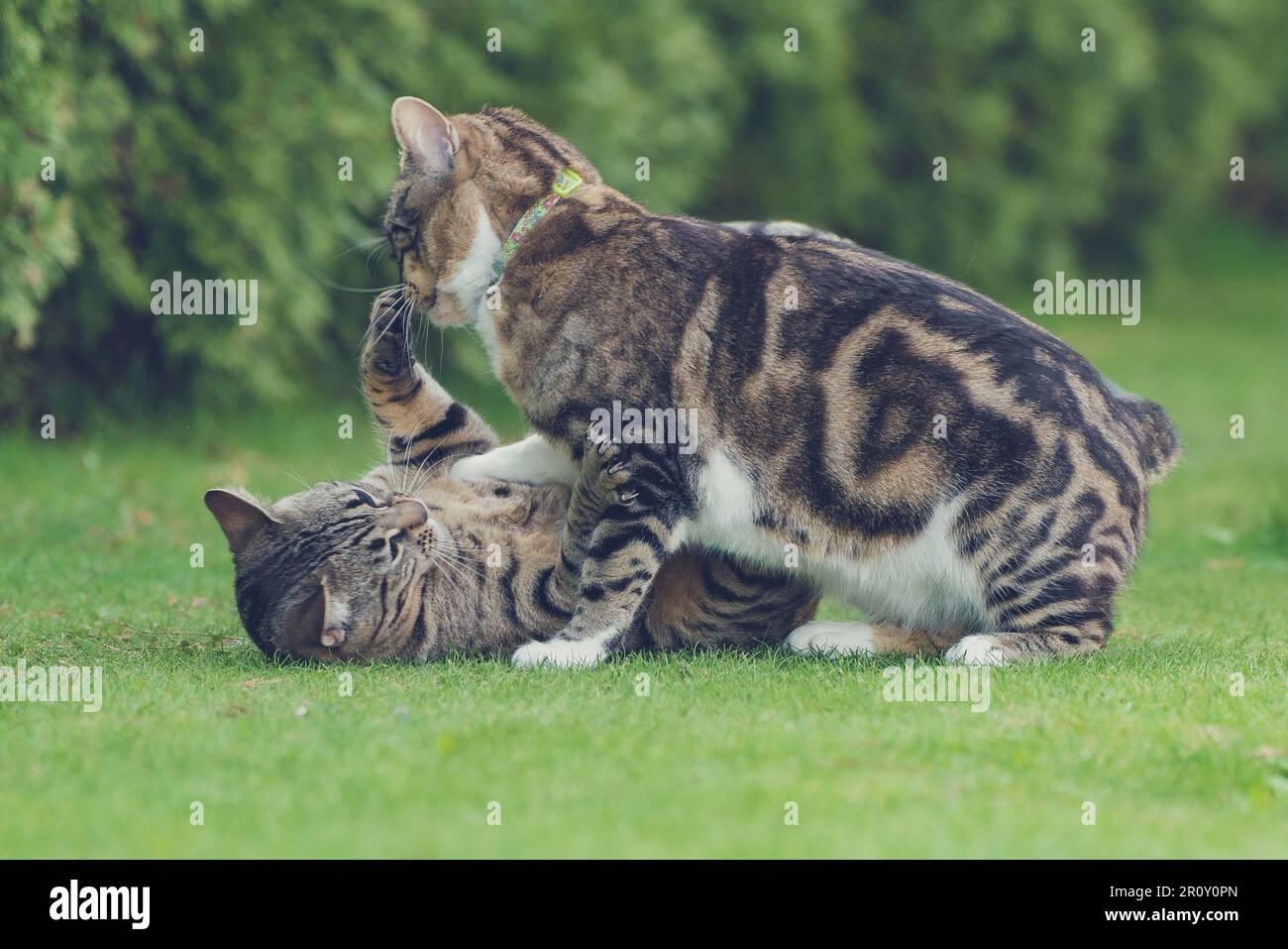 Cats relaxation hi-res stock photography and images - Alamy