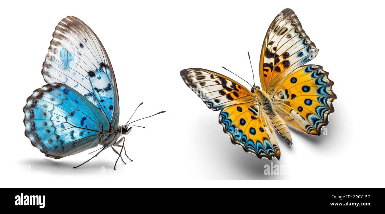 Two butterflies isolated on a white background Stock Photo - Alamy