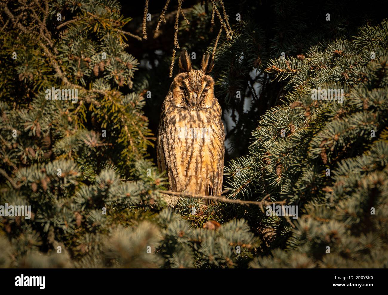 Long-eared owl (Asio otus). This kind of owl like to live near by people in winter time. They easier find any food in villages, small towns. I took th Stock Photo