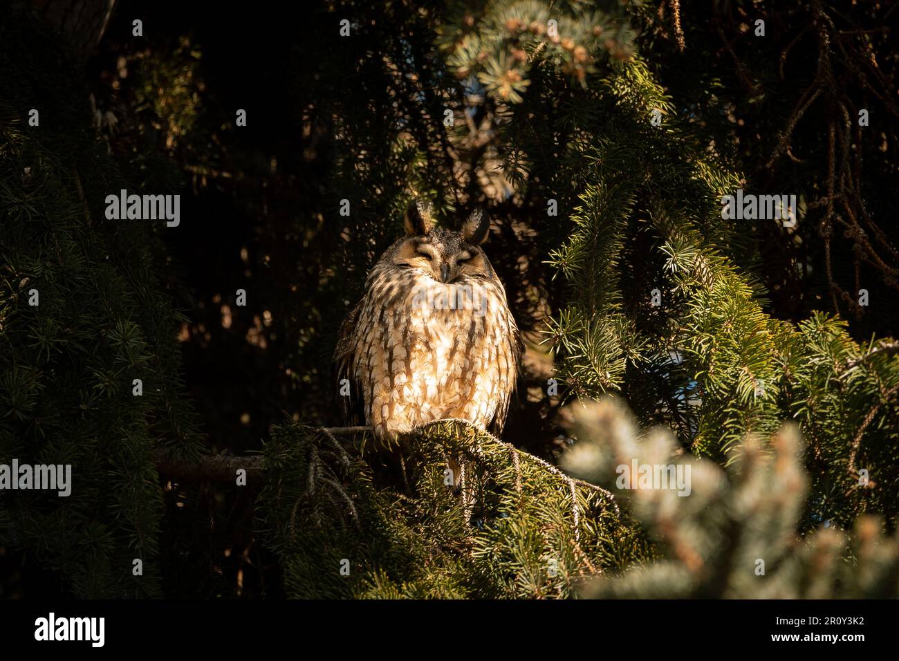 Long-eared owl (Asio otus). This kind of owl like to live near by people in winter time. They easier find any food in villages, small towns. I took th Stock Photo