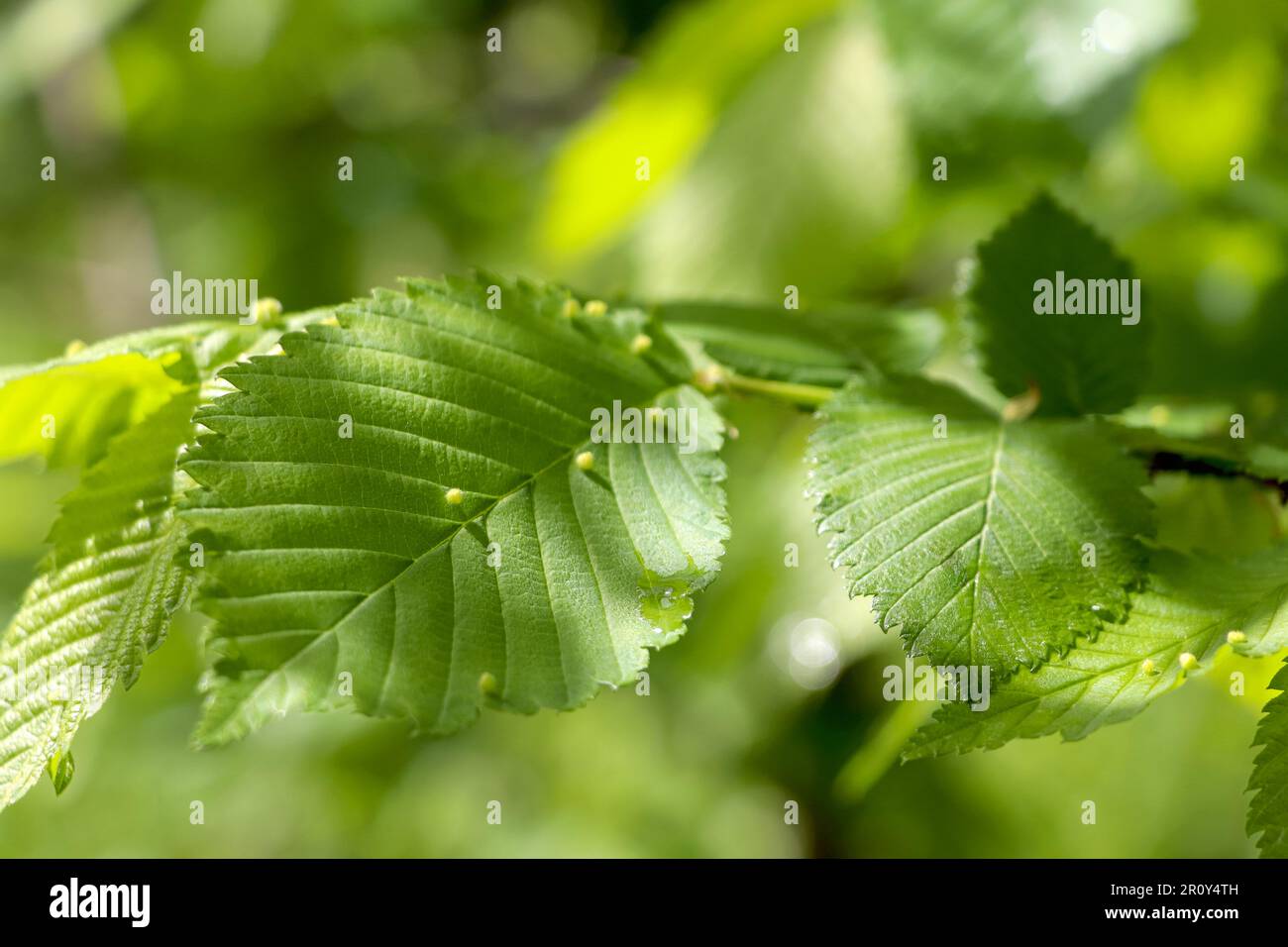 Summer green leaves. Green leaves in summer day. Stock Photo
