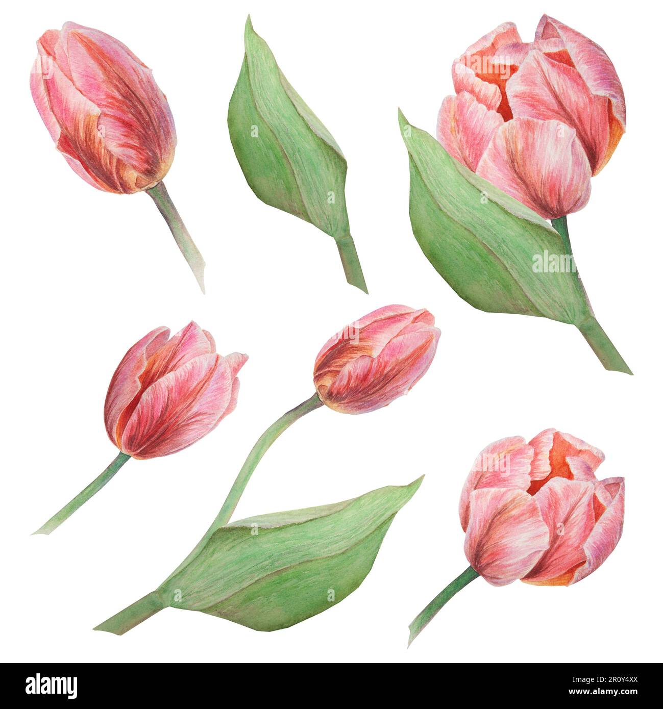 Watercolor realistic botanical set of pink tulips illustrations ...