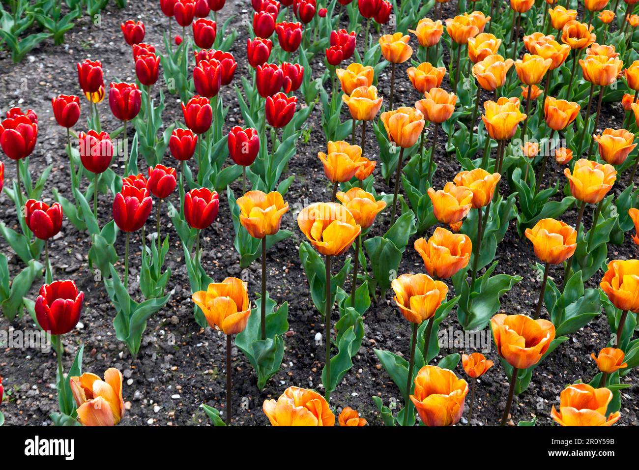 Close-up or rows of Red and Orange Tulips, growing in the  kitchen Garden of Walmer Castle, Walmer, Deal, Kent, UK Stock Photo