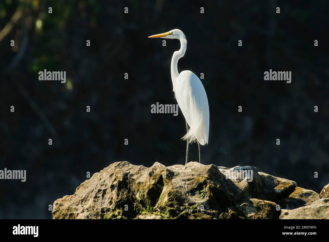 Great Egret (Ardea alba) known by it's large size & yellow beak, Nosara Beach & river mouth. Nosara, Nicoya Peninsula, Guanacaste Province, Costa Rica Stock Photo