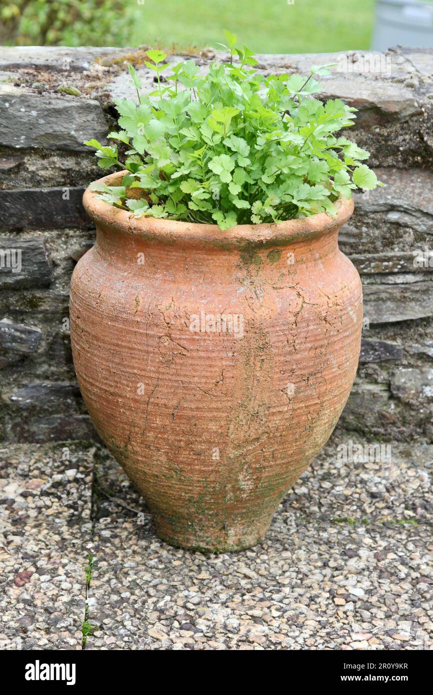 Coriander growing in a terracotta pot Stock Photo Alamy