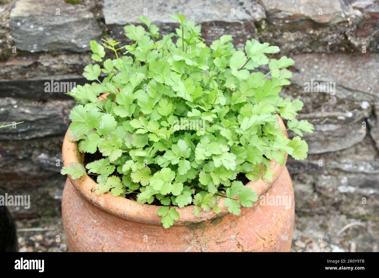 Coriander growing in a pot Stock Photo Alamy
