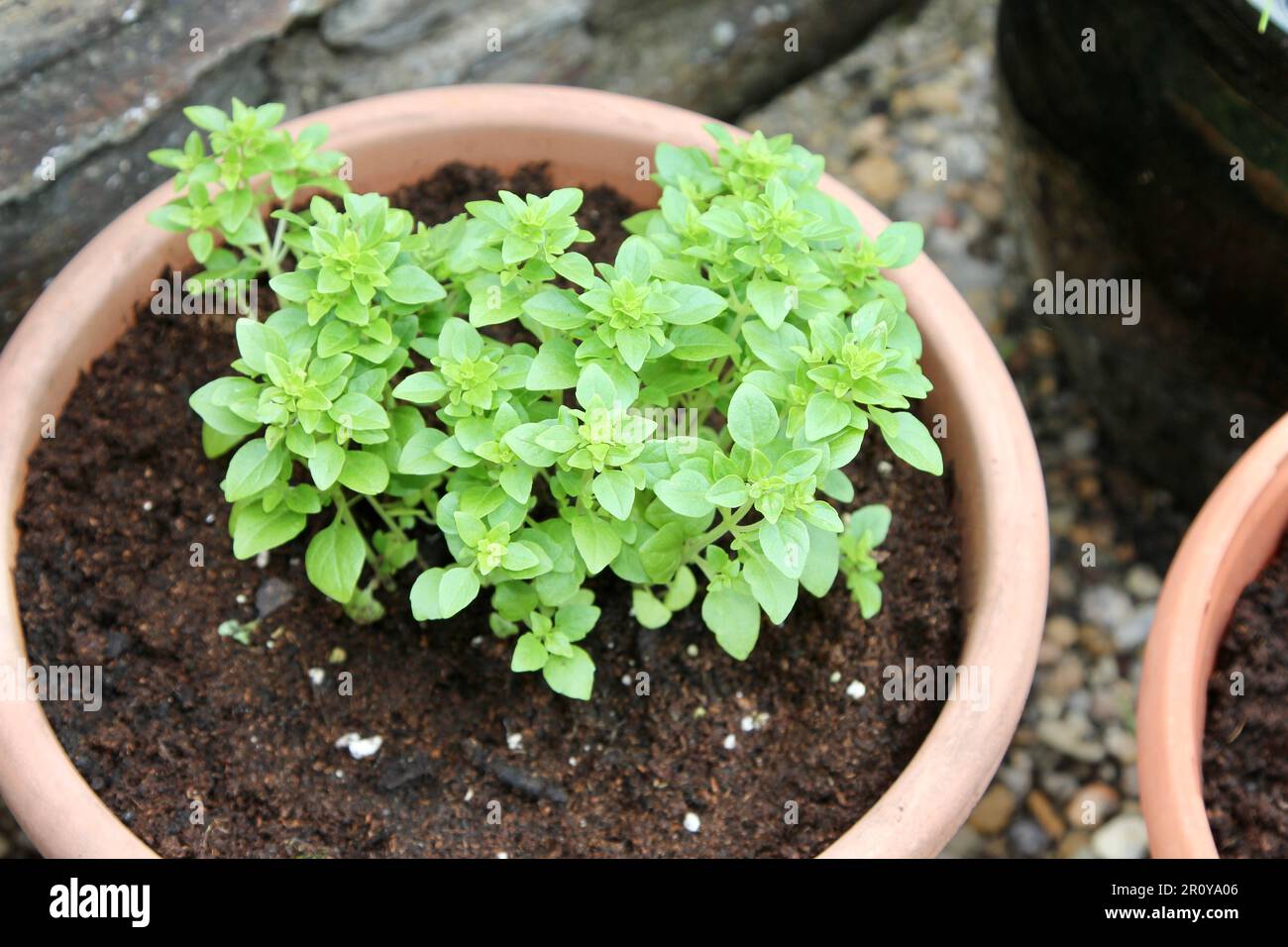 Greek Basil plant in a pot Stock Photo Alamy