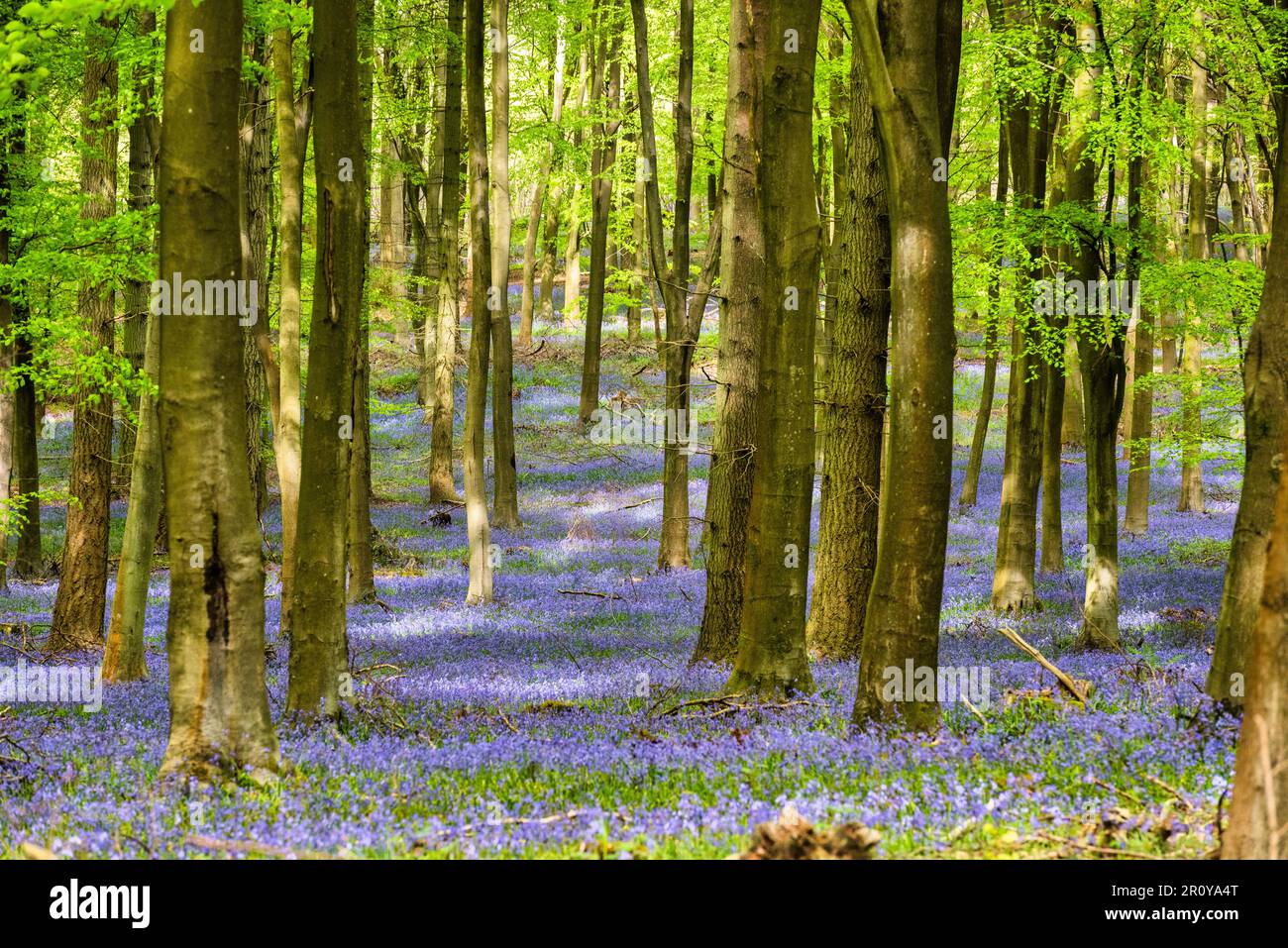 Bluebells in Kings Woods, Challock near Ashford in Kent, England Stock ...