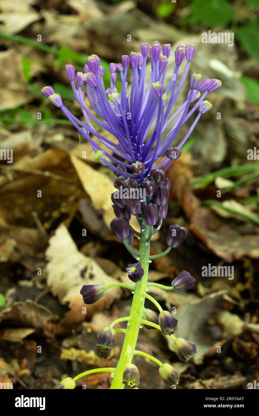 Leopoldia comosa spring wild plant Stock Photo
