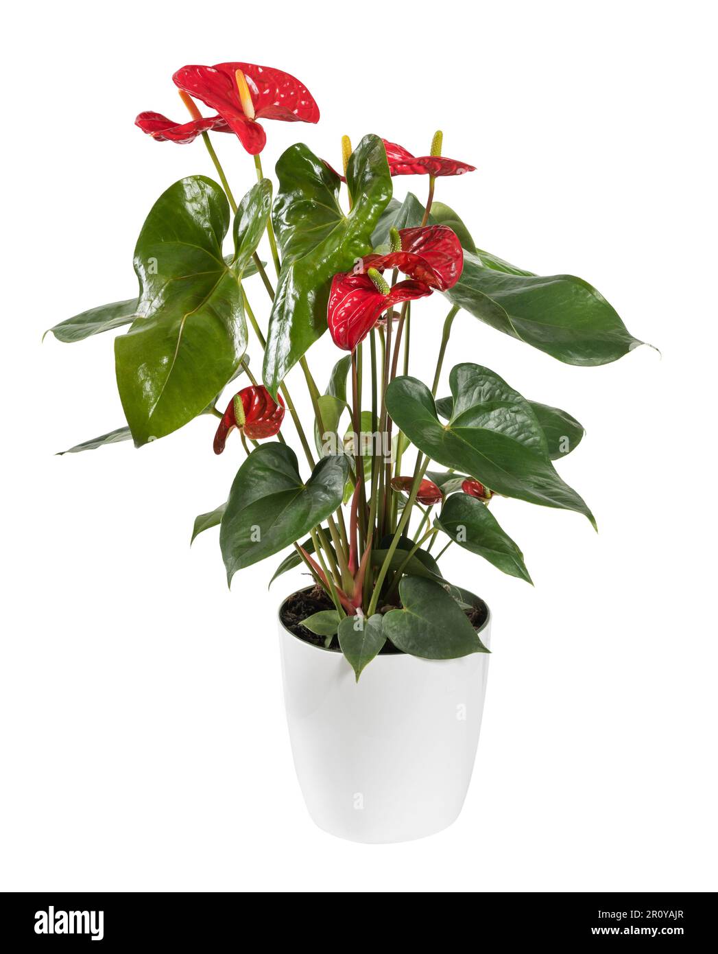 Fresh delicate red anthurium flower with green leaves growing in ceramic pot isolated on white background Stock Photo