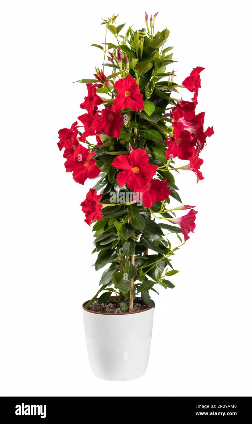 Isolated Mandevilla with tender red buds and lush foliage growing in