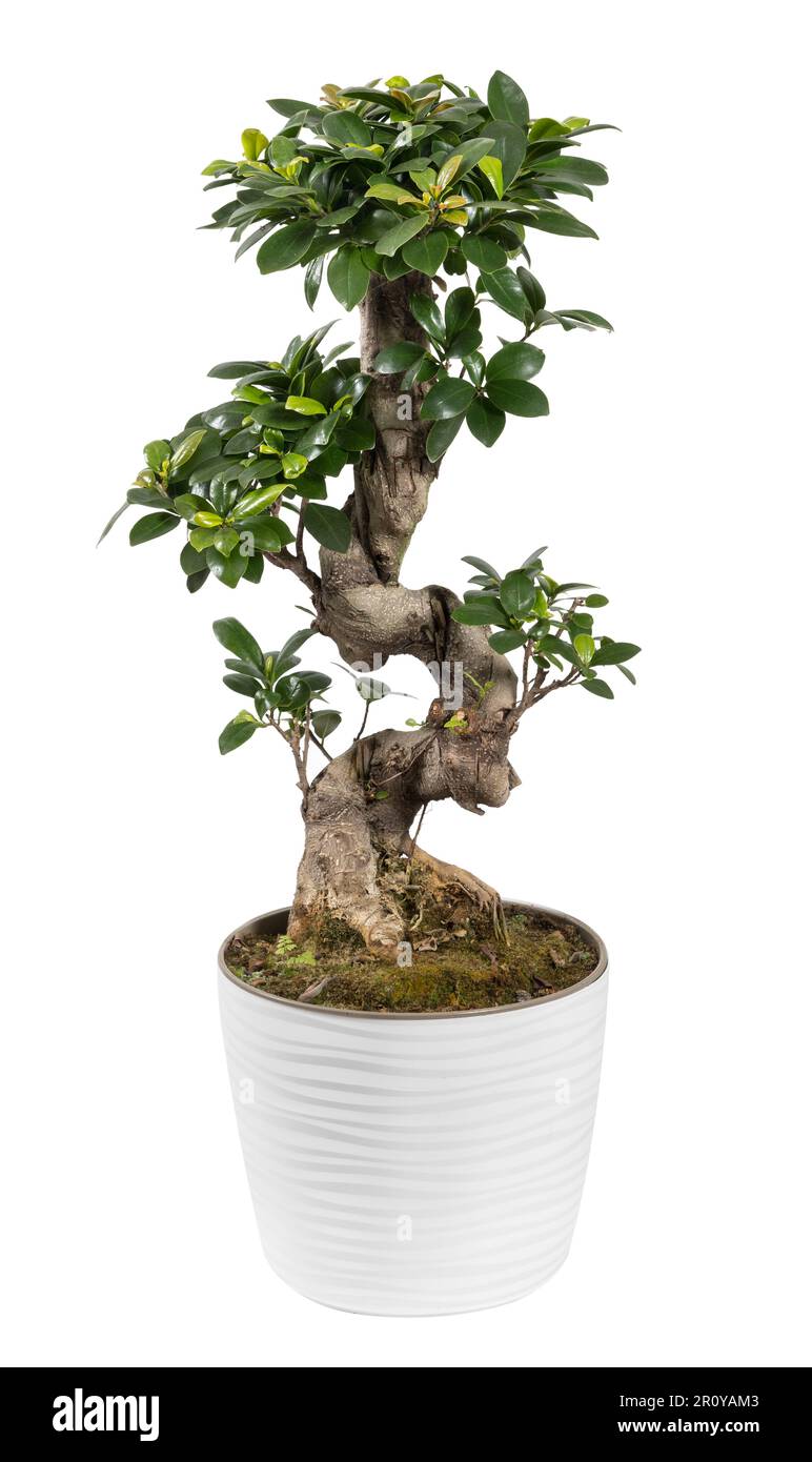 Green plant of Chinese banyan with thick trunk growing in pot against white background in studio Stock Photo