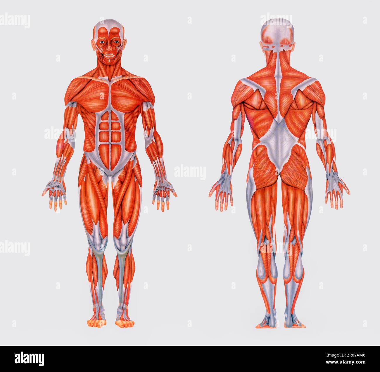 Simple vintage chart with image of full anatomy showing muscles of human body Stock Photo