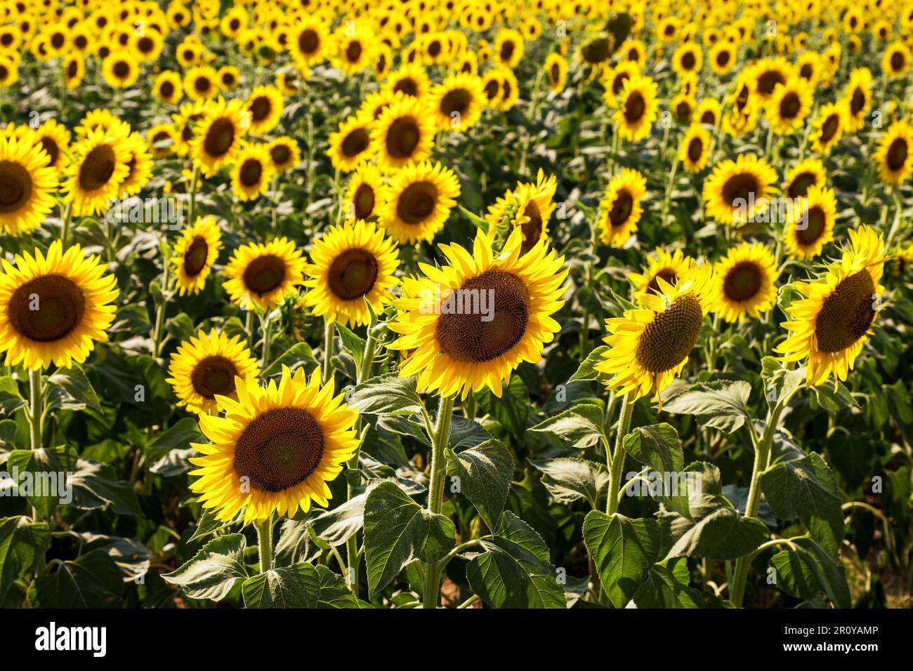 Many bright yellow blooming sunflowers with green leaves growing in countryside field on sunny day Stock Photo