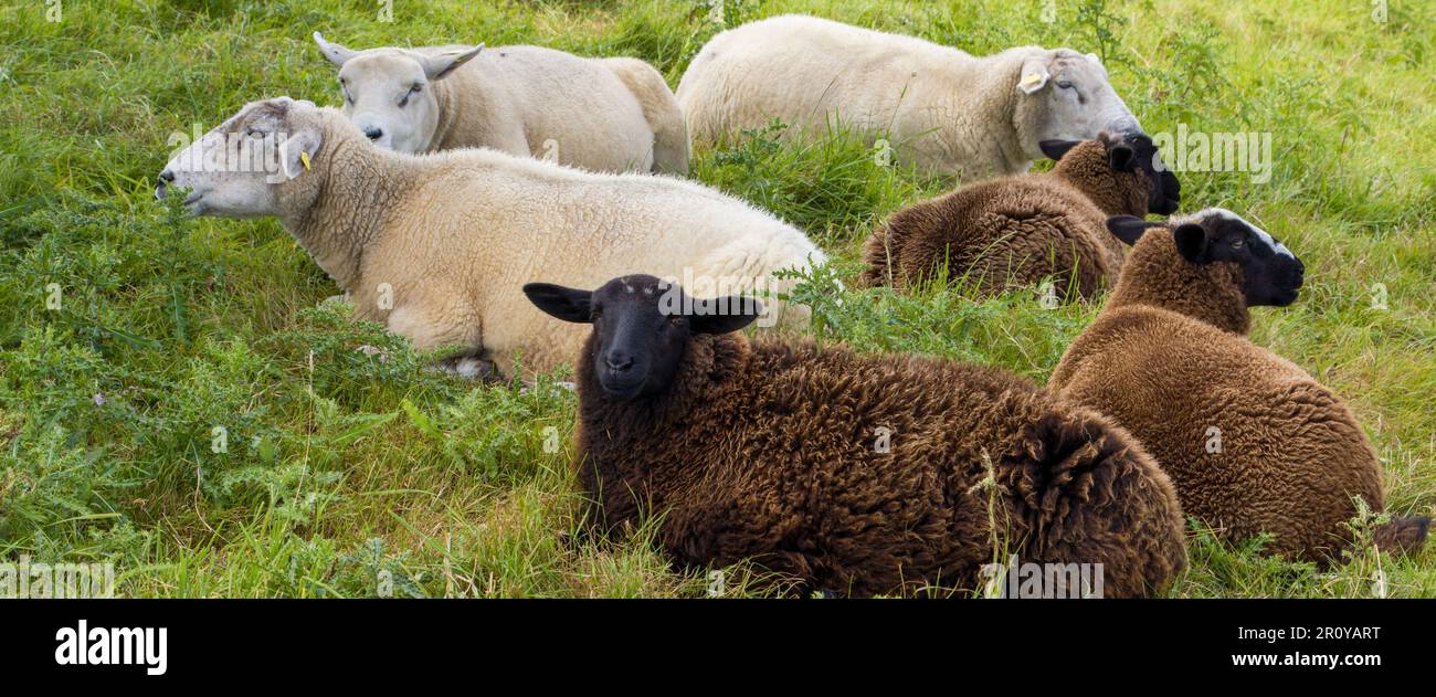 Three white and three brown sheep lie on a green meadow. A flock of sheep in a pasture. Herd of sheep on green grass field Stock Photo