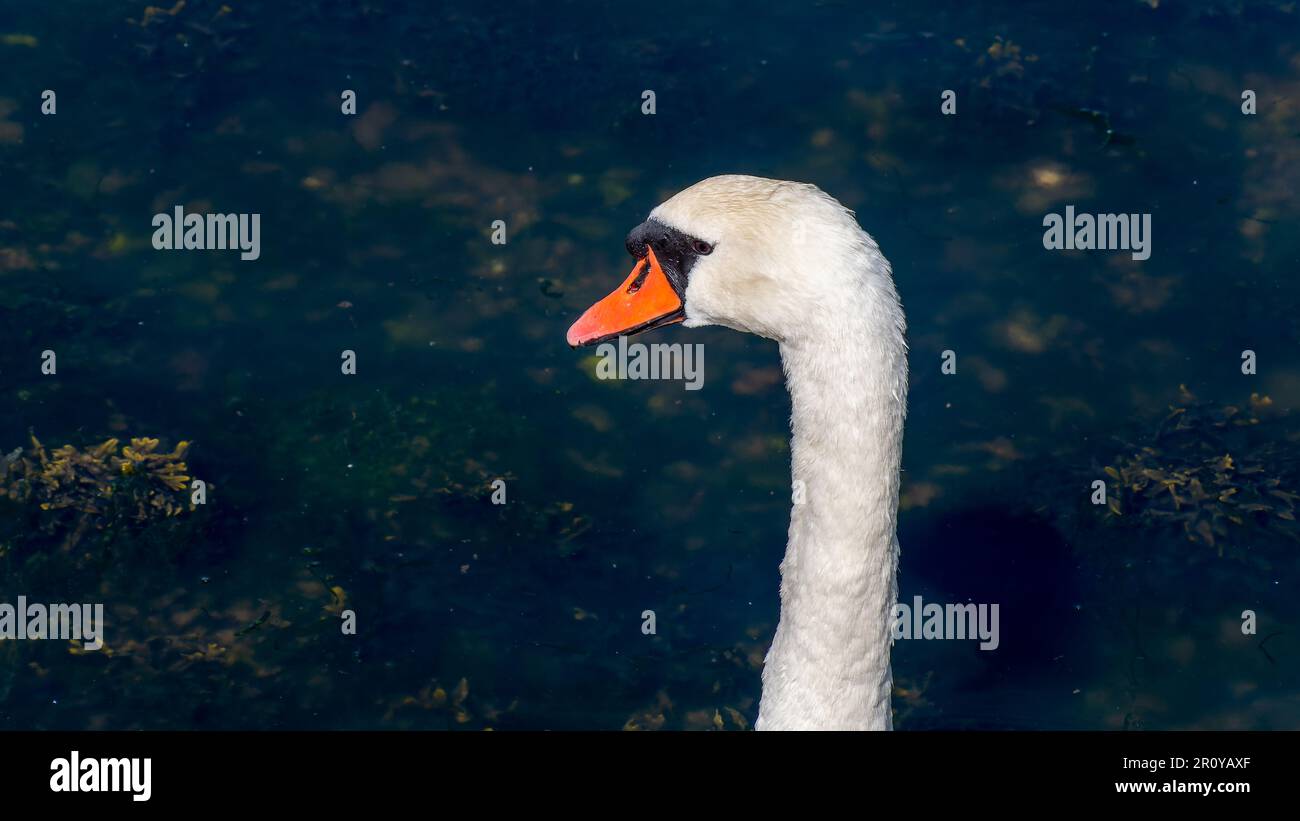 The head of a swan bird on a long white neck. Portrait of a bird. White swan Stock Photo