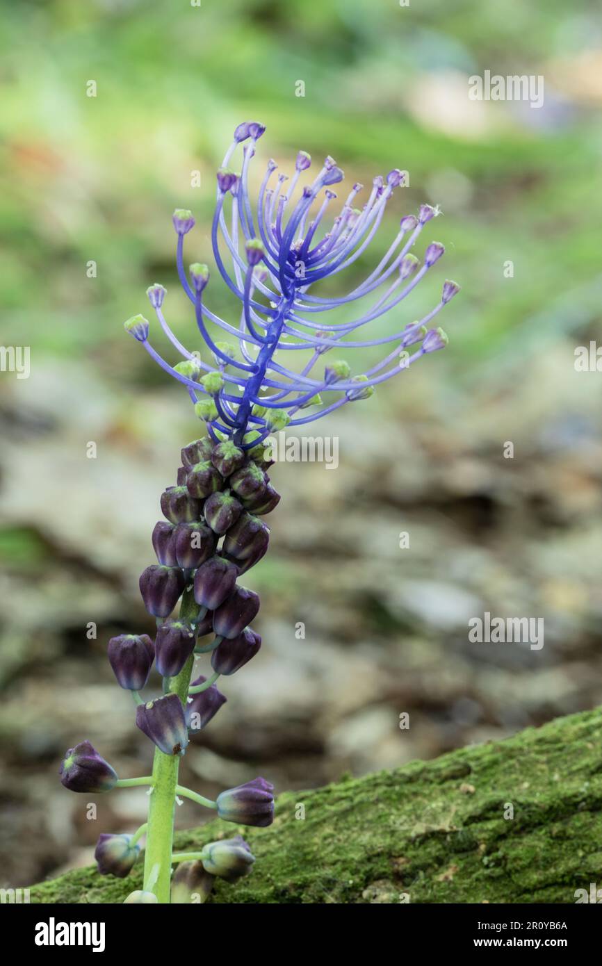 Leopoldia comosa spring wild plant Stock Photo
