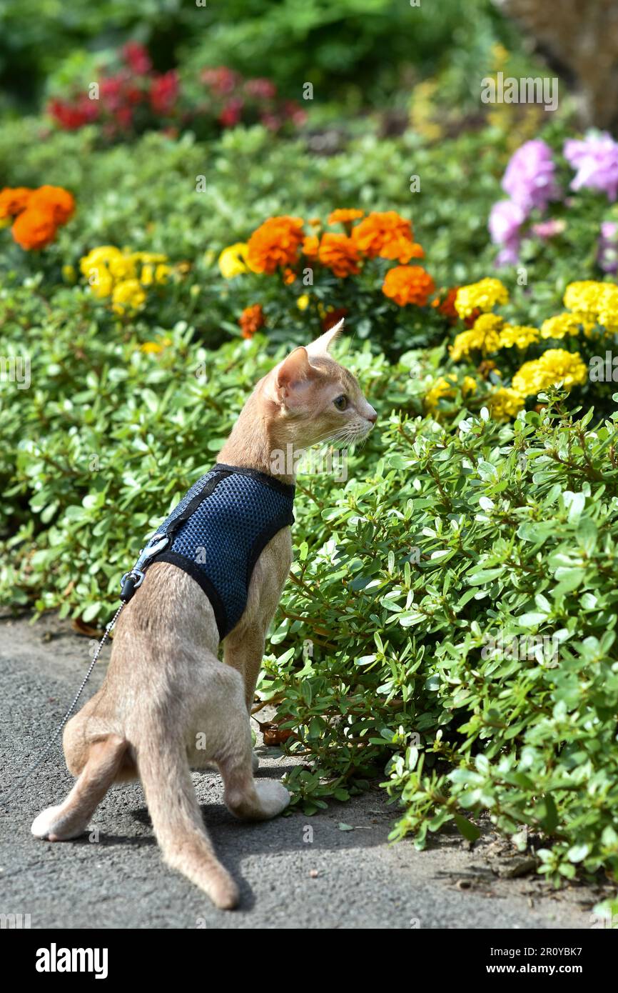 Young Abyssinian cat color Faun with a leash walking around the yard. Cute cat in harness sitting on the lawn. Pets walking outdoors, adventures on th Stock Photo
