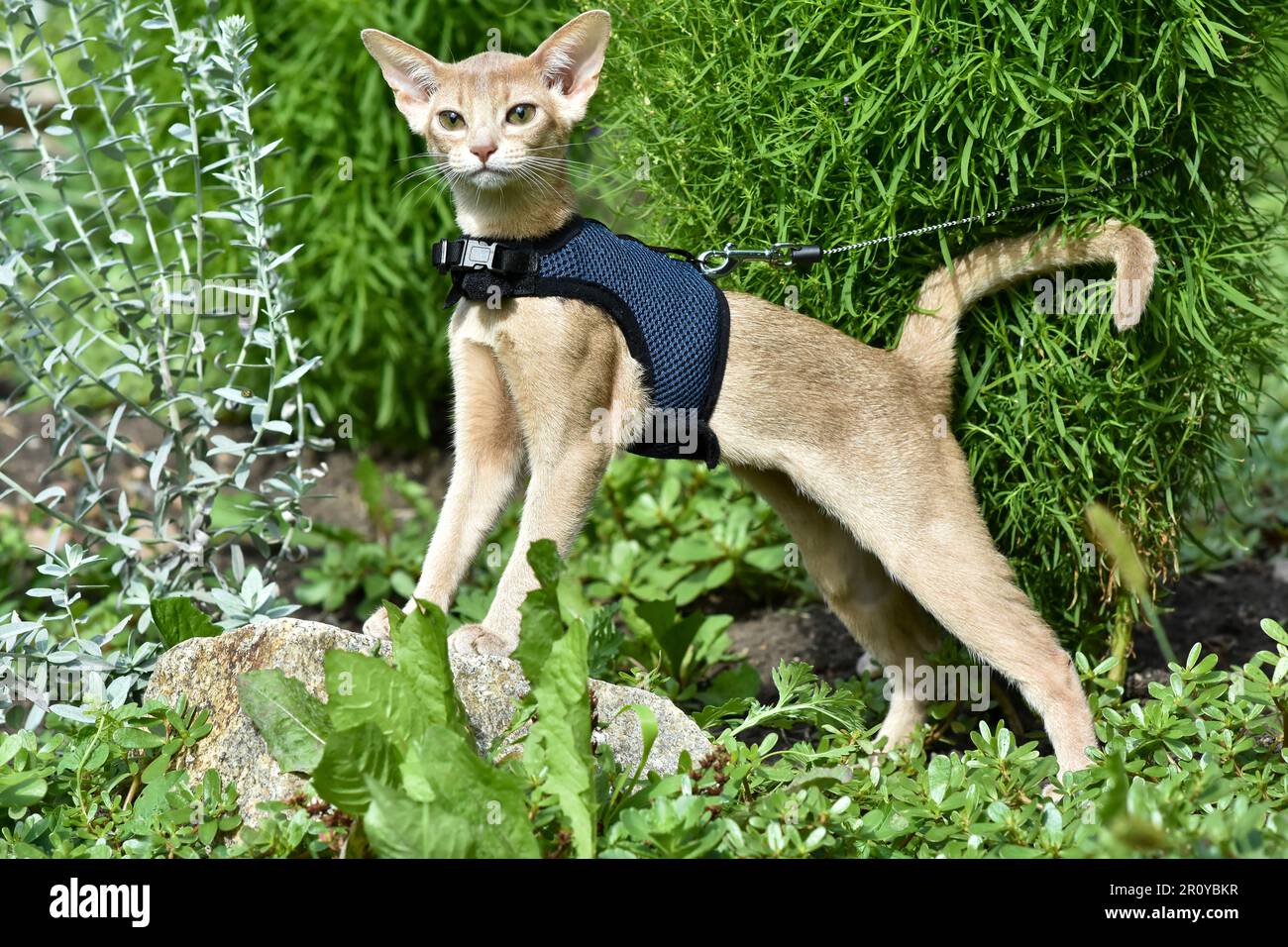 Young Abyssinian cat color Faun with a leash walking around the yard