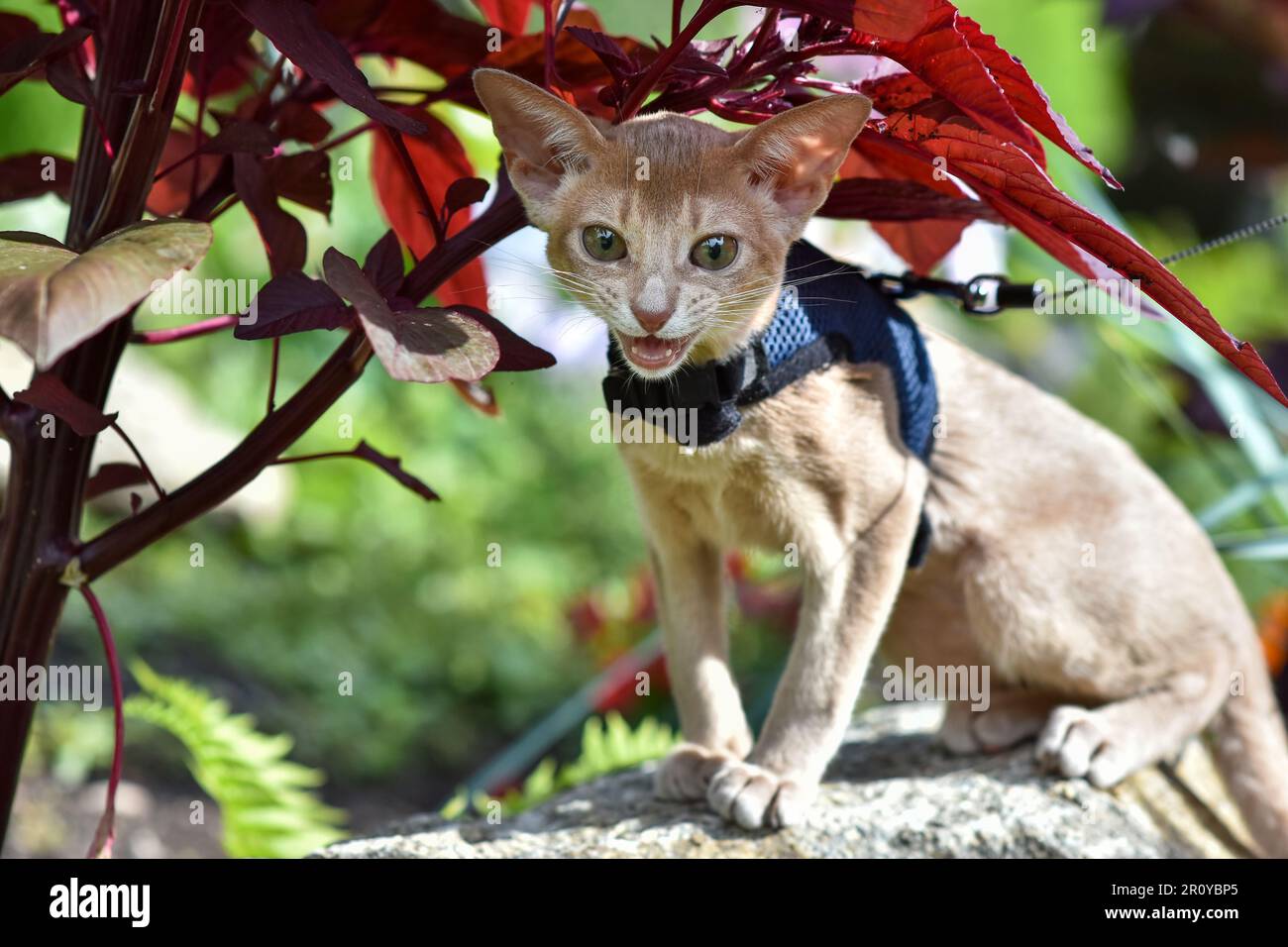 Young Abyssinian cat color Faun with a leash walking around the yard