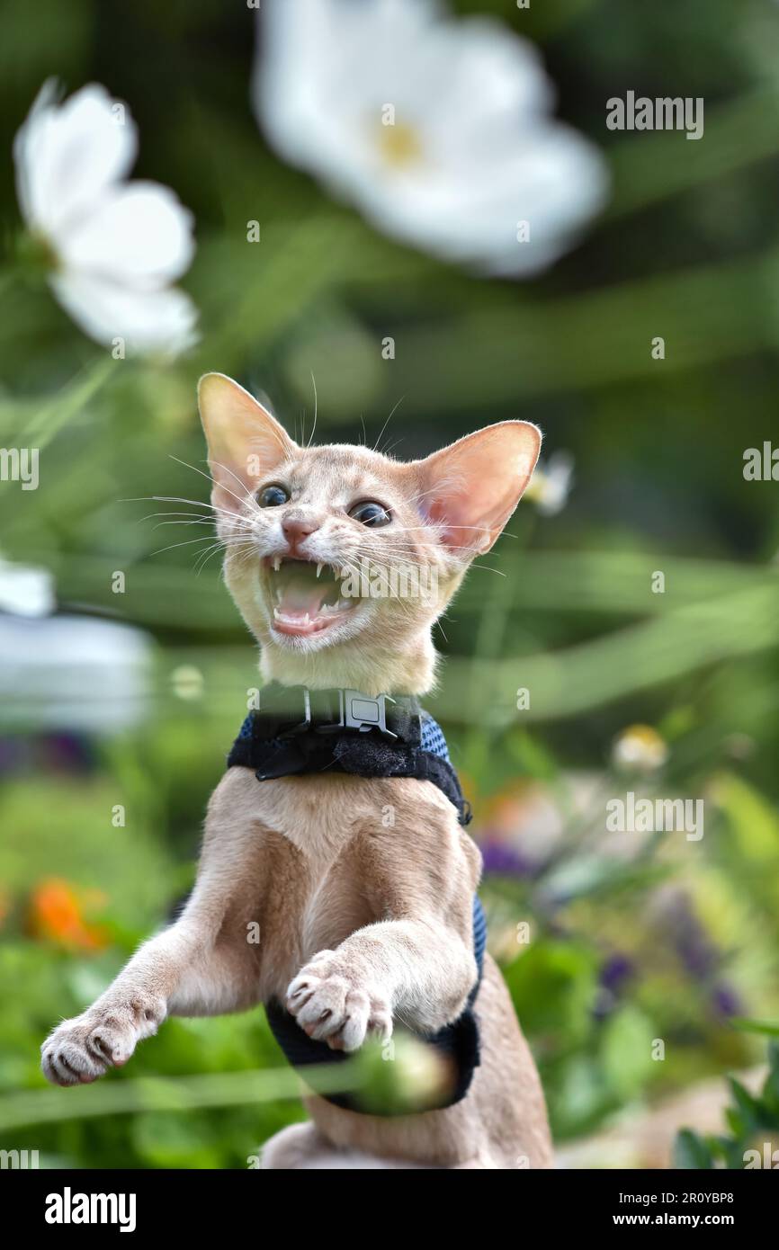 Young Abyssinian cat color Faun with a leash walking around the yard