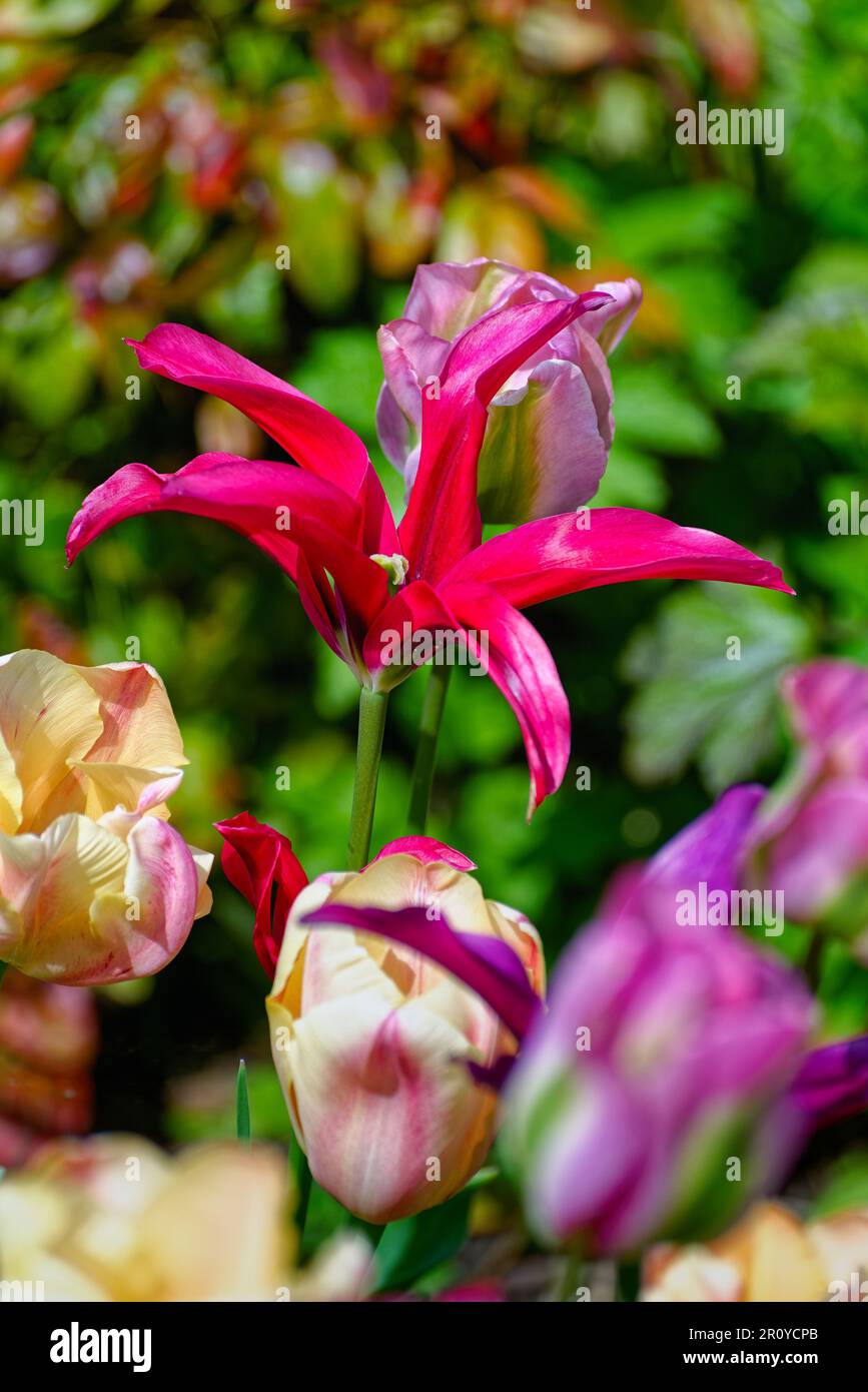 Close up of a mixed garden bed of flowering tulips Stock Photo