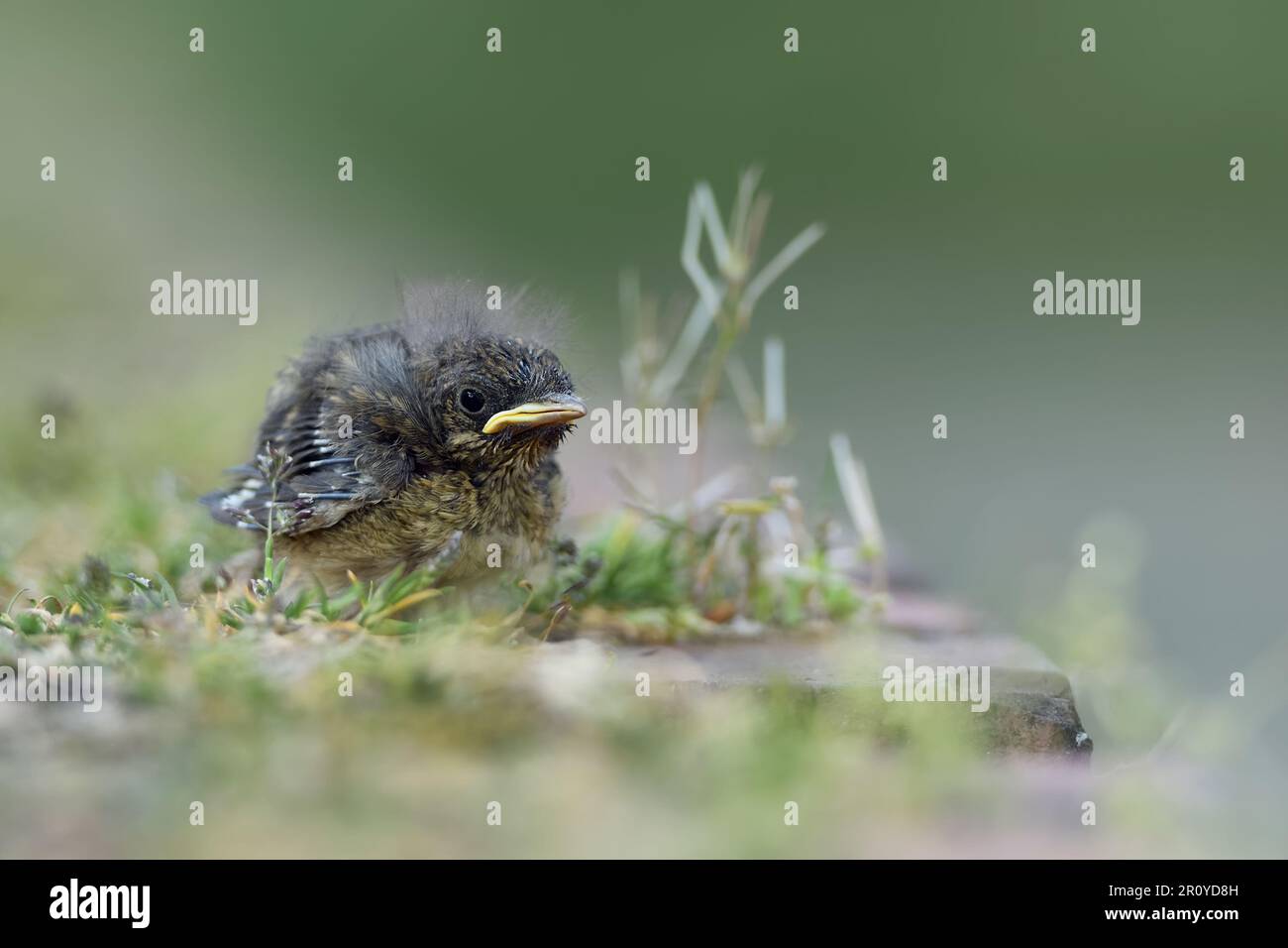 Bird chick... Robin *Erithacus rubecula*, not yet fledged young bird, probably fallen out of nest, seems helpless *** Stock Photo
