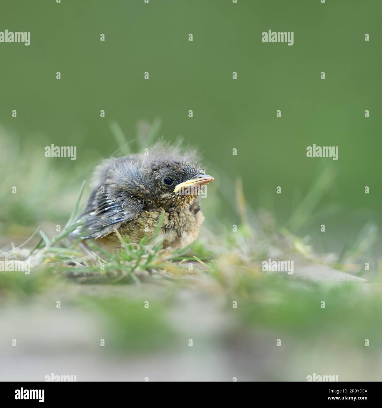 Baby bird... Robin ( Erithacus rubecula ), not yet fledged chick, probably fallen from nest Stock Photo