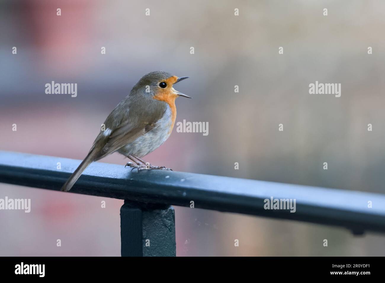 Singing on the balcony.. Robin Redbreast ( Erithacus rubecula ) singing loudly Stock Photo