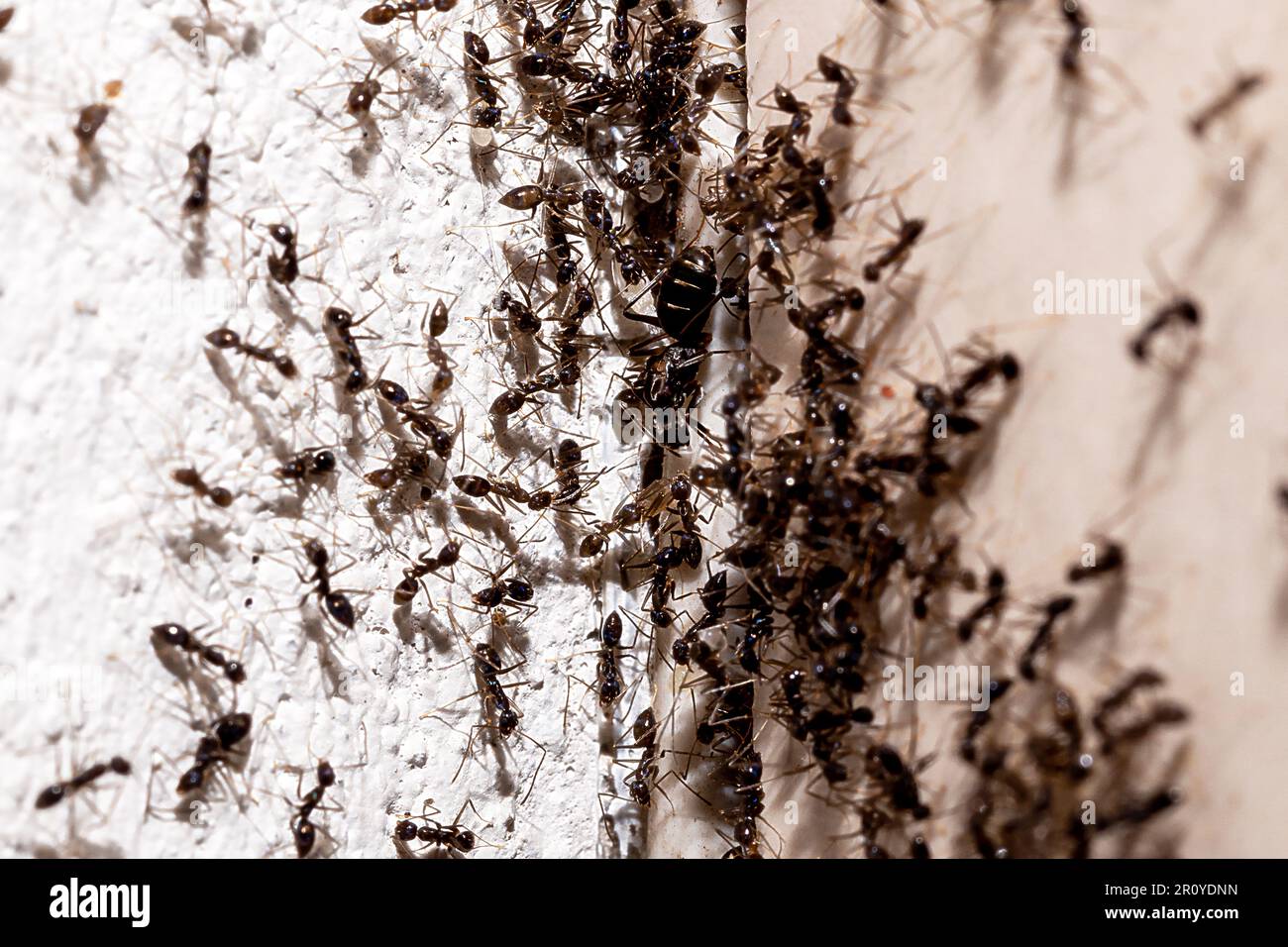ant infestation, hole and crack in the wall with insects, need for