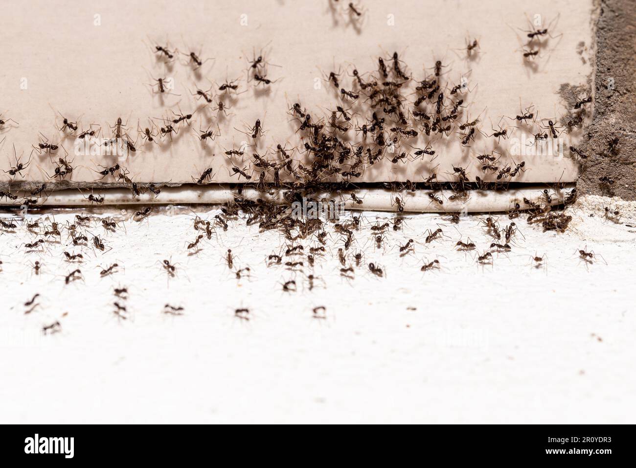 ant infestation, hole and crack in the wall with insects, need for