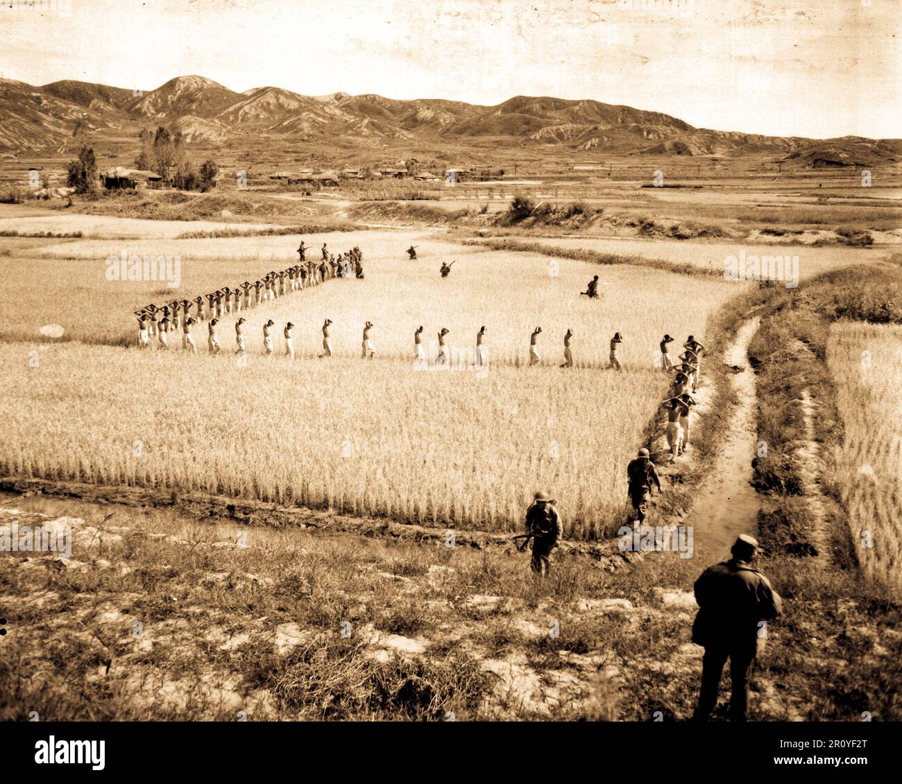 North Korean prisoners, taken by the Marines in a foothills fight, march single file across a rice paddy.  1950 Stock Photo