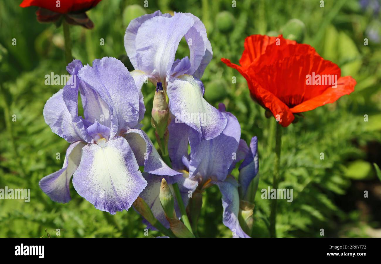 Iris and red poppy Stock Photo