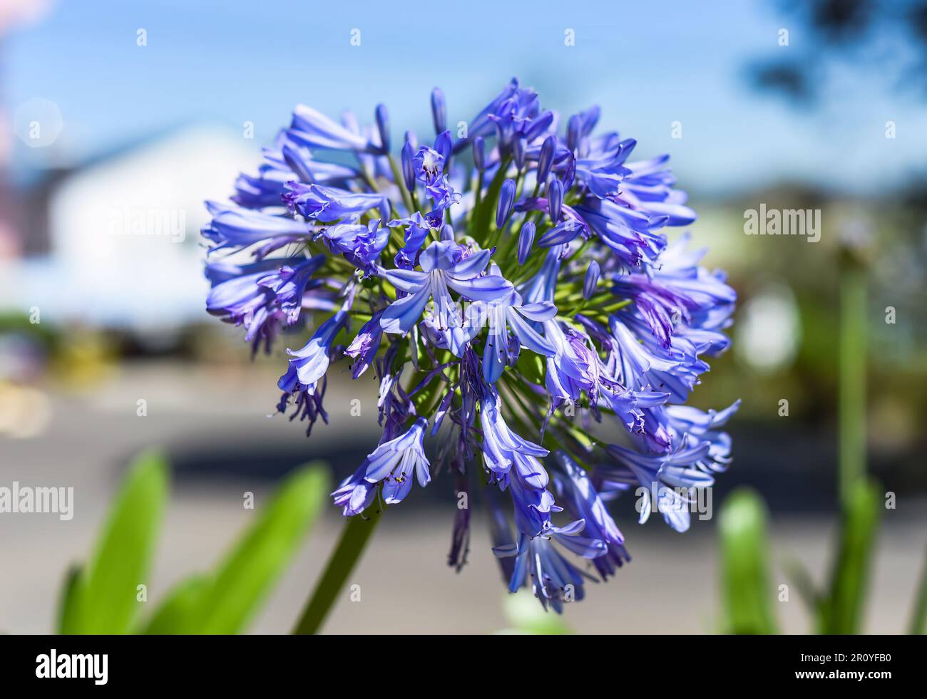 Agapanthus africanus or the African lily growing in Da Lat Vietnam Stock Photo