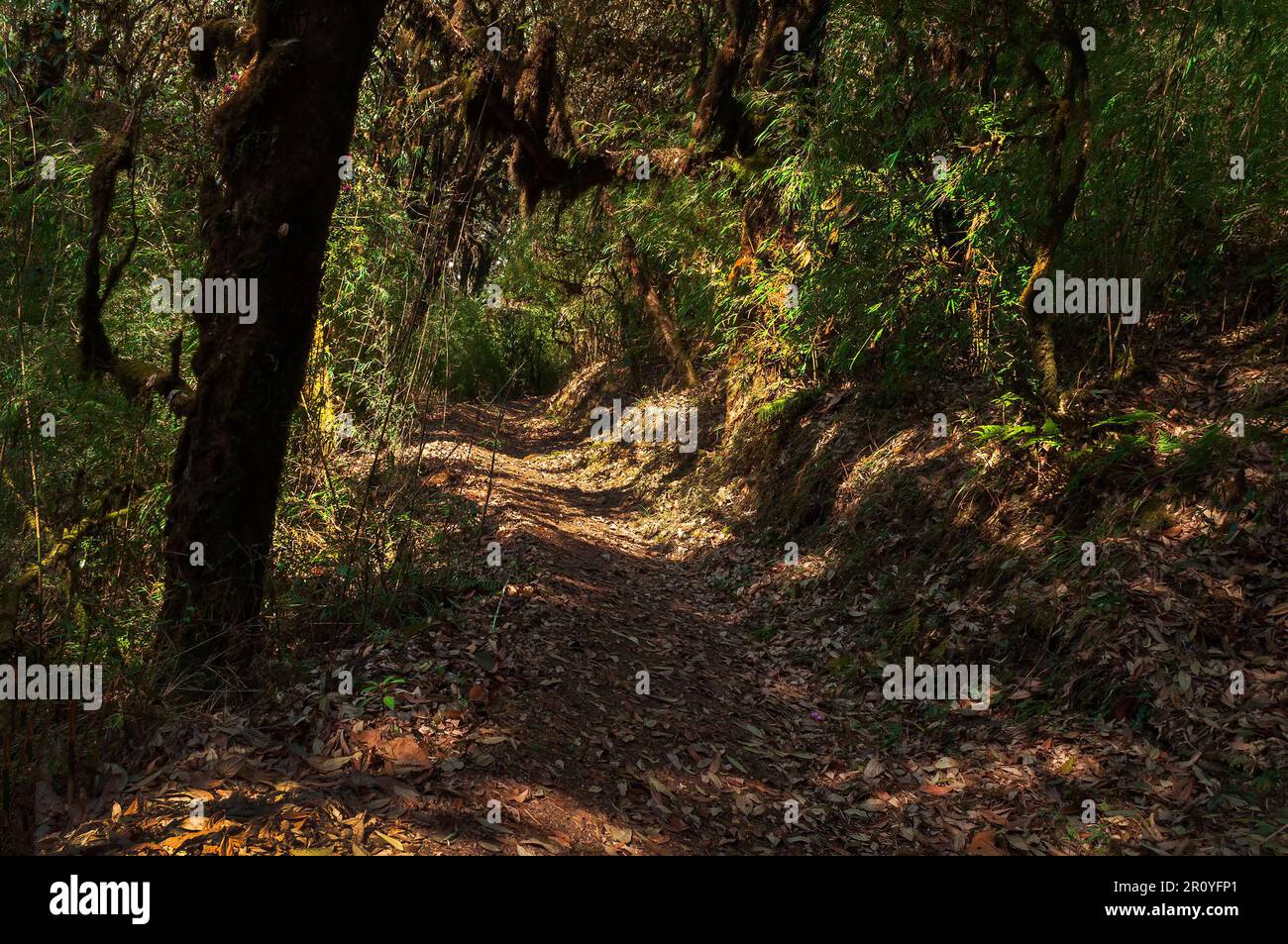 Trekking route through dense forest towards Varsey Rhododendron Sanctuary or Barsey Rhododendron Sanctuary. A very popular tourist trekking route. Stock Photo