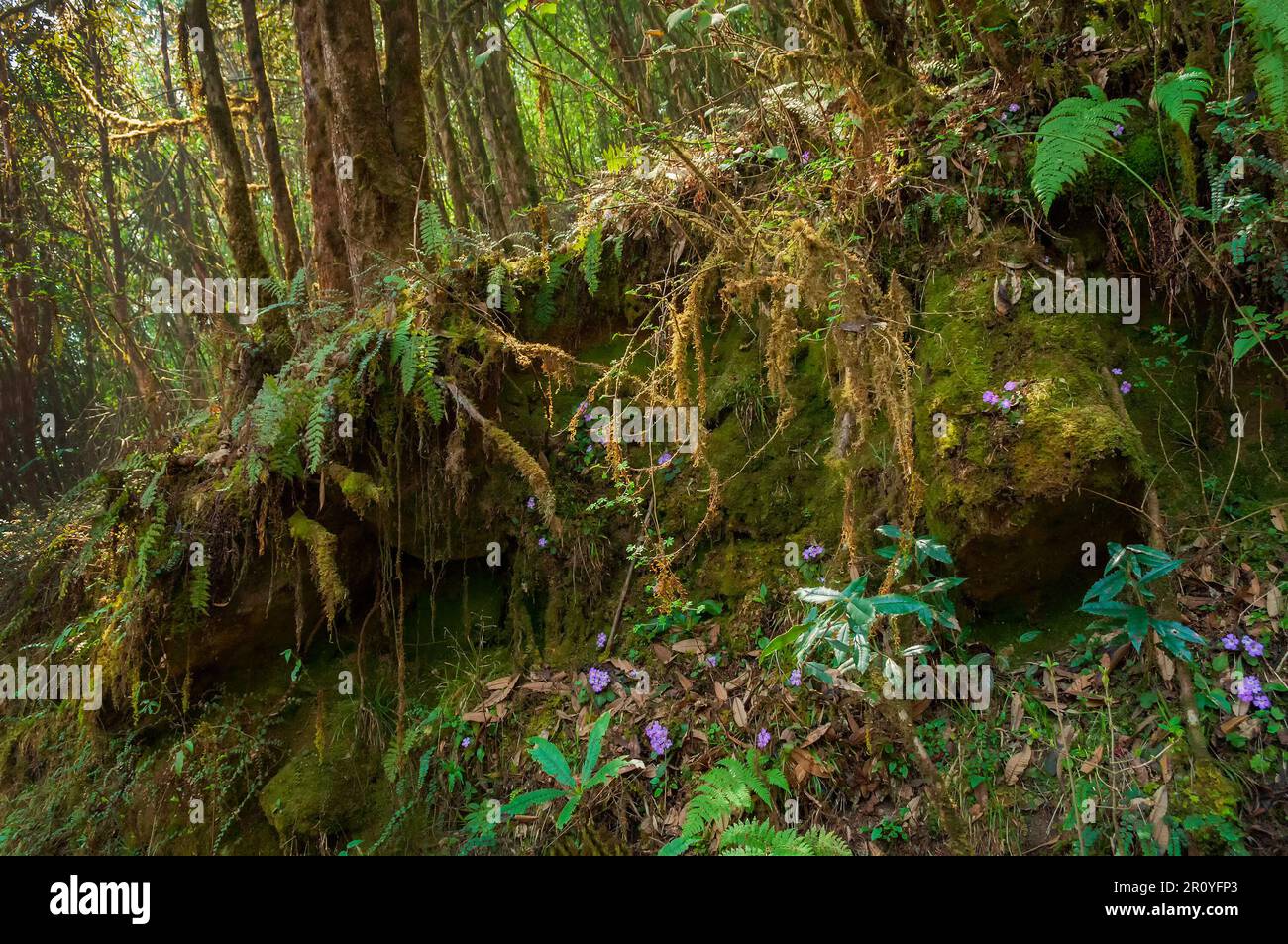 View of moss on big stones at trekking route through dense forest towards Varsey Rhododendron Sanctuary or Barsey Rhododendron Sanctuary. Stock Photo