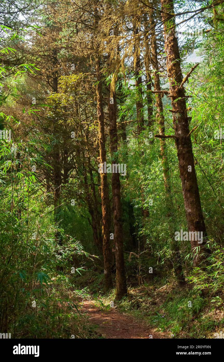 Trekking route through dense forest towards Varsey Rhododendron Sanctuary or Barsey Rhododendron Sanctuary. A very popular tourist trekking route. Stock Photo