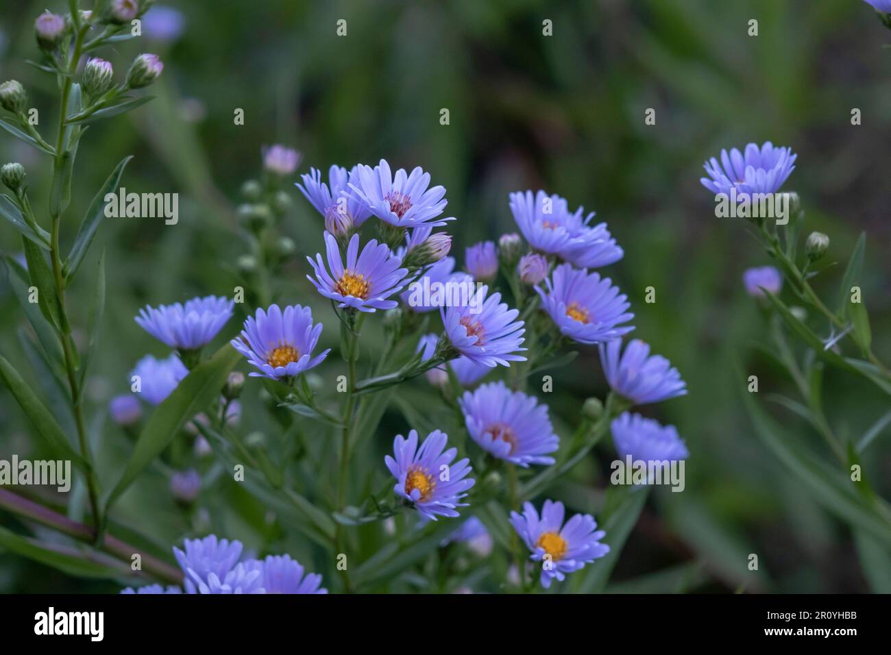 New York Aster (Symphyotrichum novi-belgii) blue purple flowers Stock Photo
