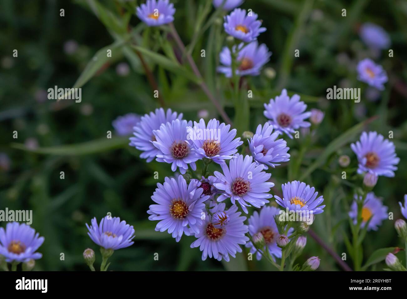 New York Aster (Symphyotrichum novi-belgii) blue purple flowers Stock Photo