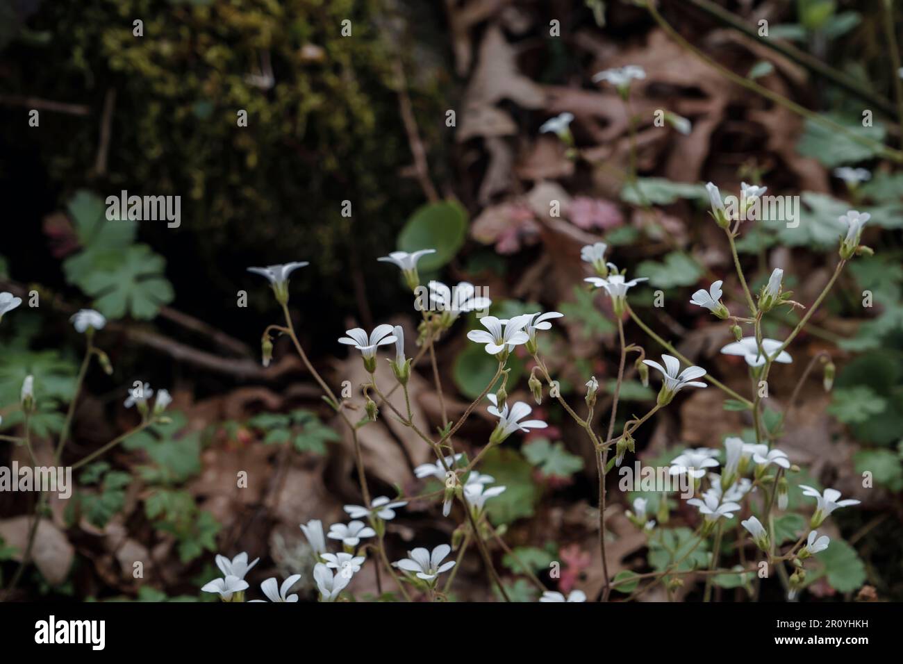 Meadow saxifrage (Saxifraga granulata L.) white flowers Stock Photo