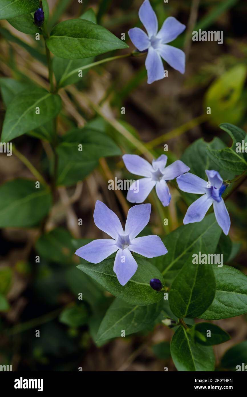 Intermediate periwinkle (Vinca difformis) blue purplish flowers Stock Photo