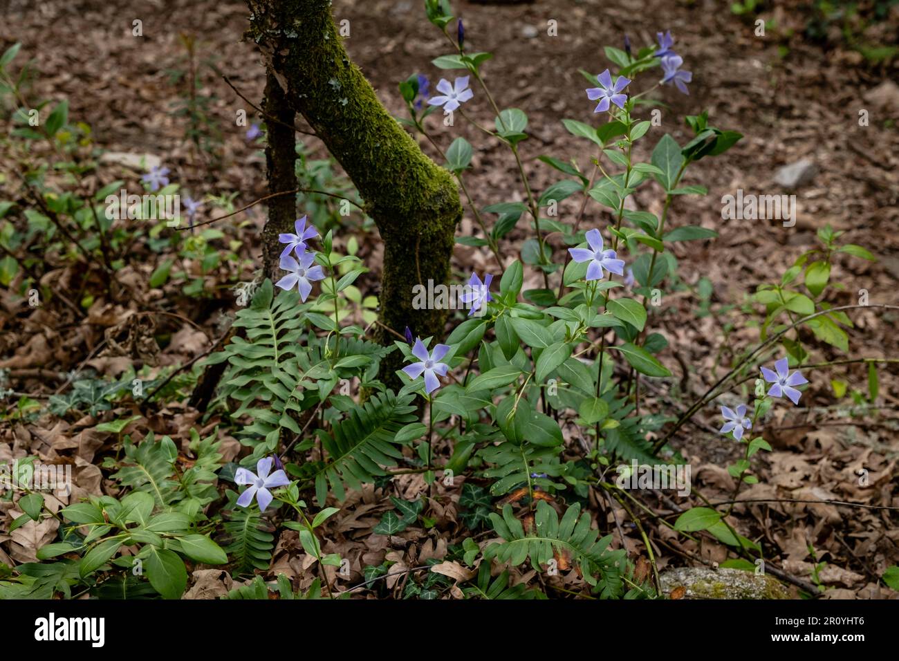Intermediate periwinkle (Vinca difformis) blue purplish flowers blooming Stock Photo