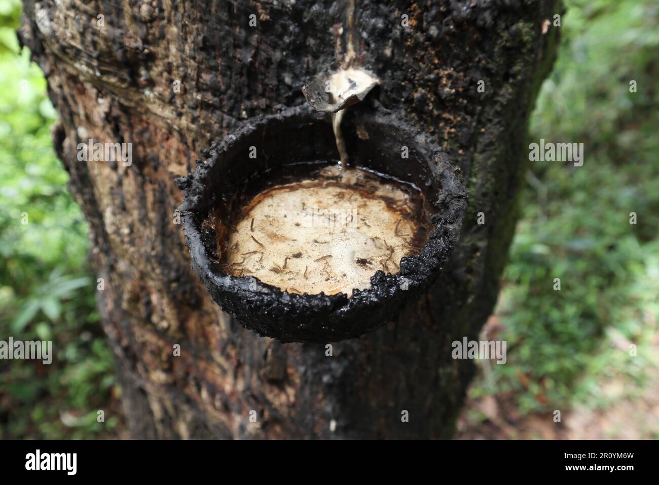 Closeup view of a rubber collection bowl (coconut shell) that has failed to collect latex. It is now filled with clear rainwater and the breeding mosq Stock Photo