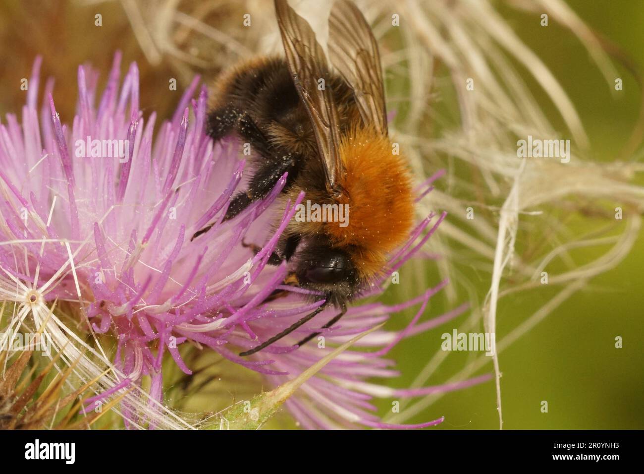 Closeup on the dark variant of the brown banded bumblbee, Bombus pascuorum sitting on a purple knapweed flower Stock Photo