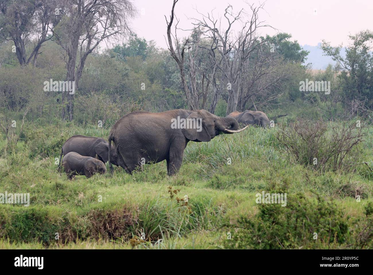 African Elephant with 2 calves in bush at Masai Mara national reserve ...