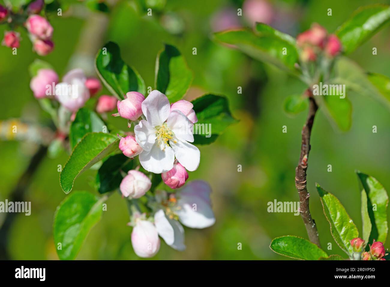 Blossoming apple tree, malus, in spring in a close-up Stock Photo
